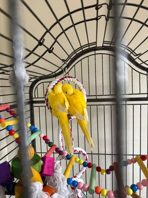 Conure souris EAM m&acirc;le et femelle 250 92310 Sèvres