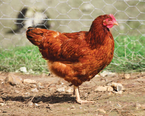 Poules pondeuses rousses 18 mois 4 71000 Mâcon