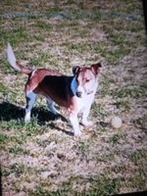   Jack Russell Terrier Tricolore 