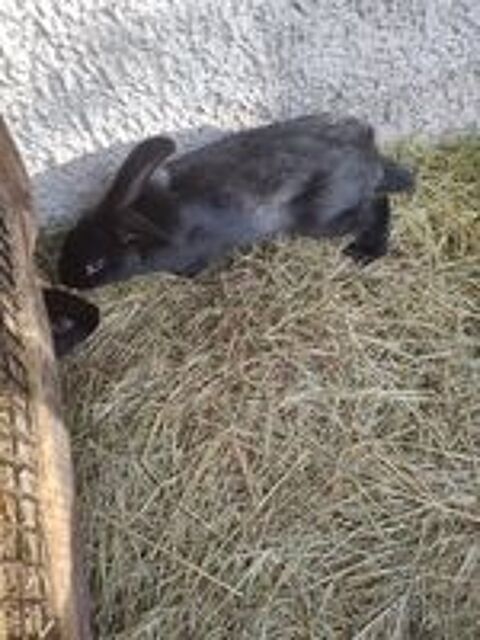   Lapin papillon 