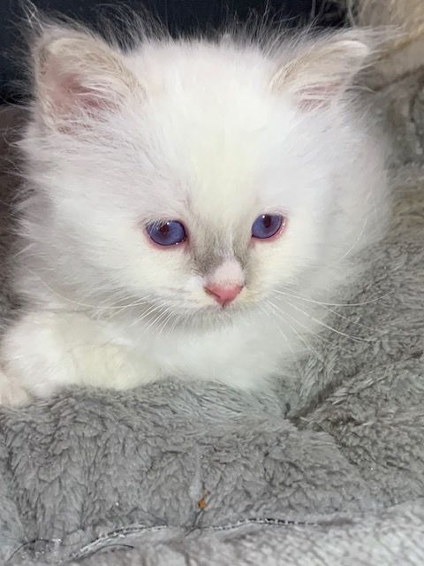 A réserver 1 chaton Sacré de Birmanie 850 72250 Parign-l'vque