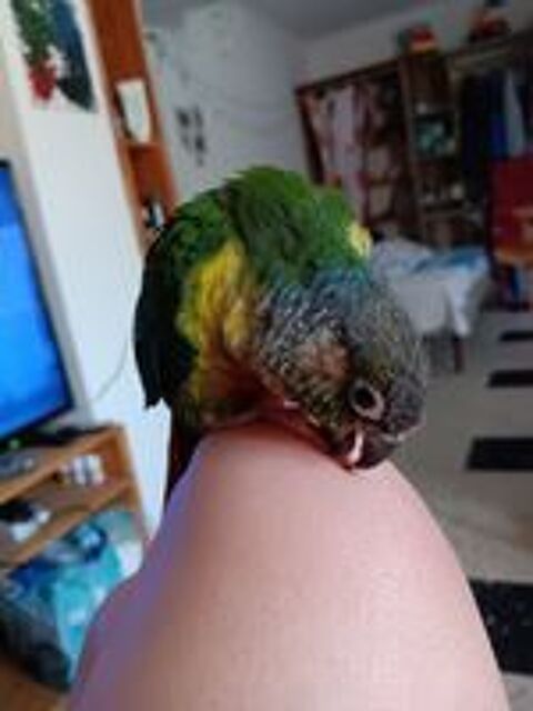   Coup conure... 