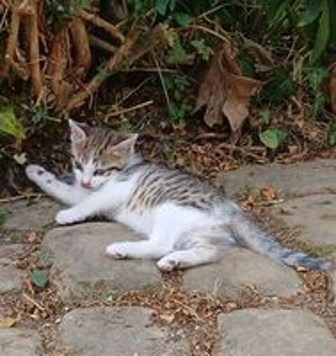   Donne chaton tigré né début été, sevré à la rentrée 