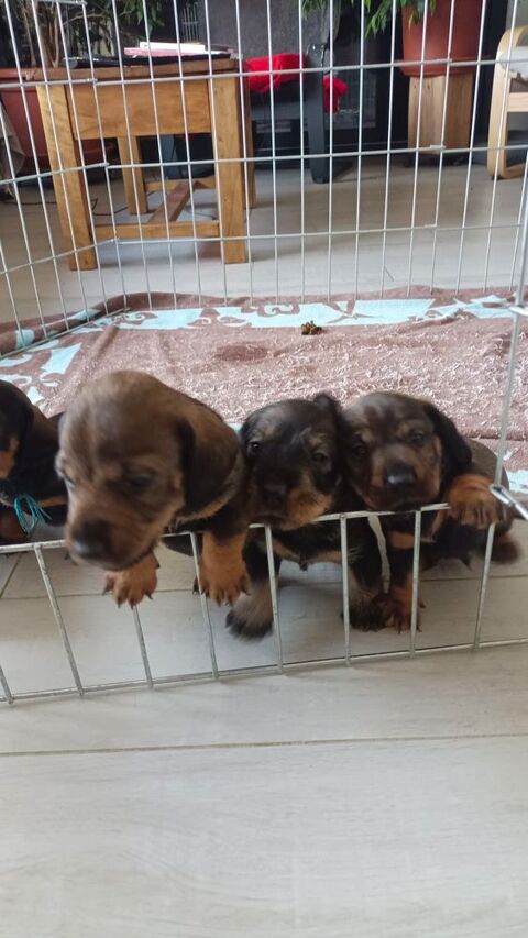 Chiots males  teckels poils durs 1400 31360 Auzas