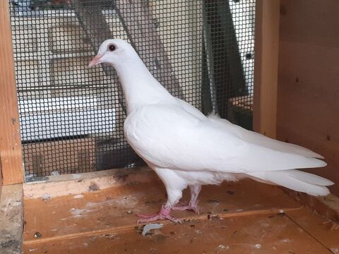 JEUNES PIGEONS TYPE VOYAGEUR 10 33130 Bgles