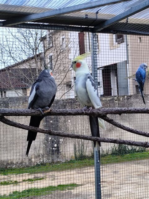 Males calopsittes et perruches ondulees 10 24750 Boulazac