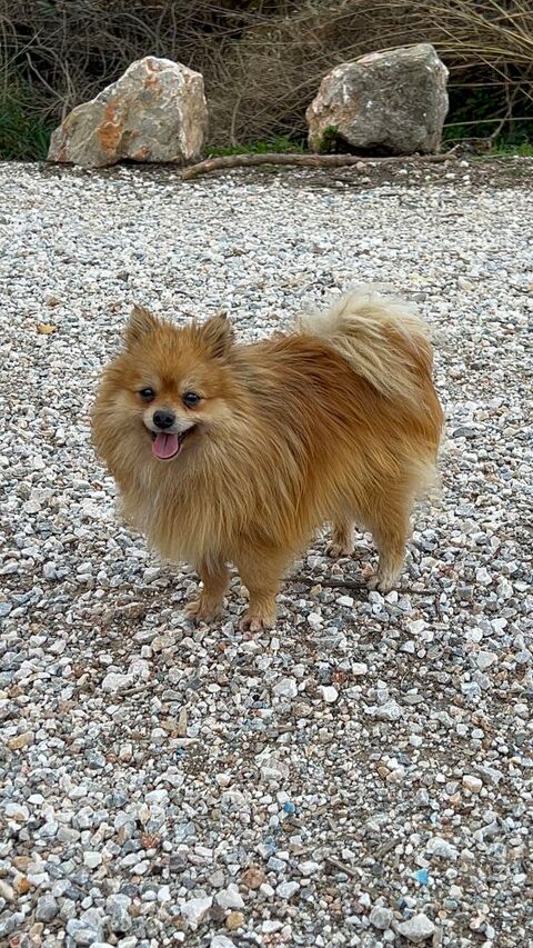 Spitz nain adulte m&acirc;le 500 66000 Perpignan