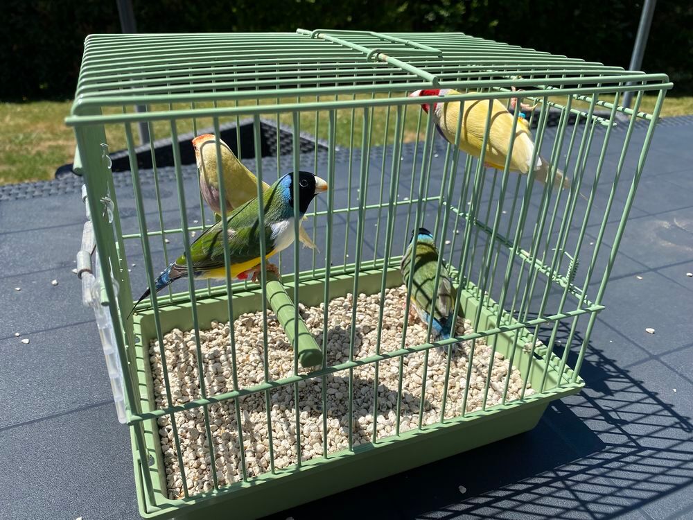   Diamants de Gould 