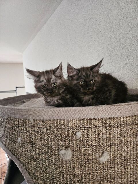 chaton maine coon non loof 650 31170 Tournefeuille