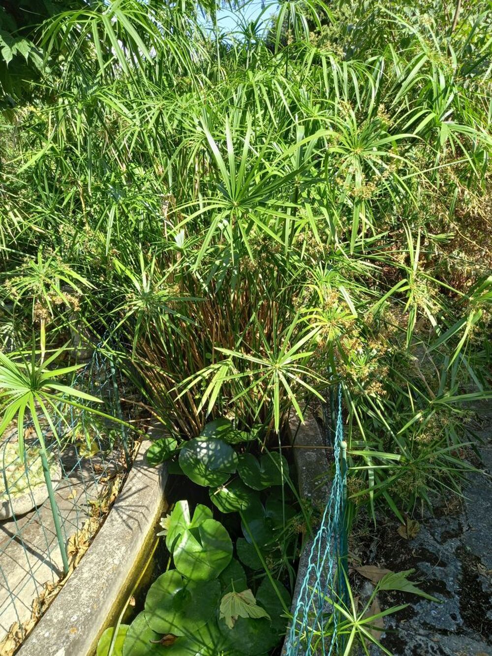 PAPYRUS Jardin