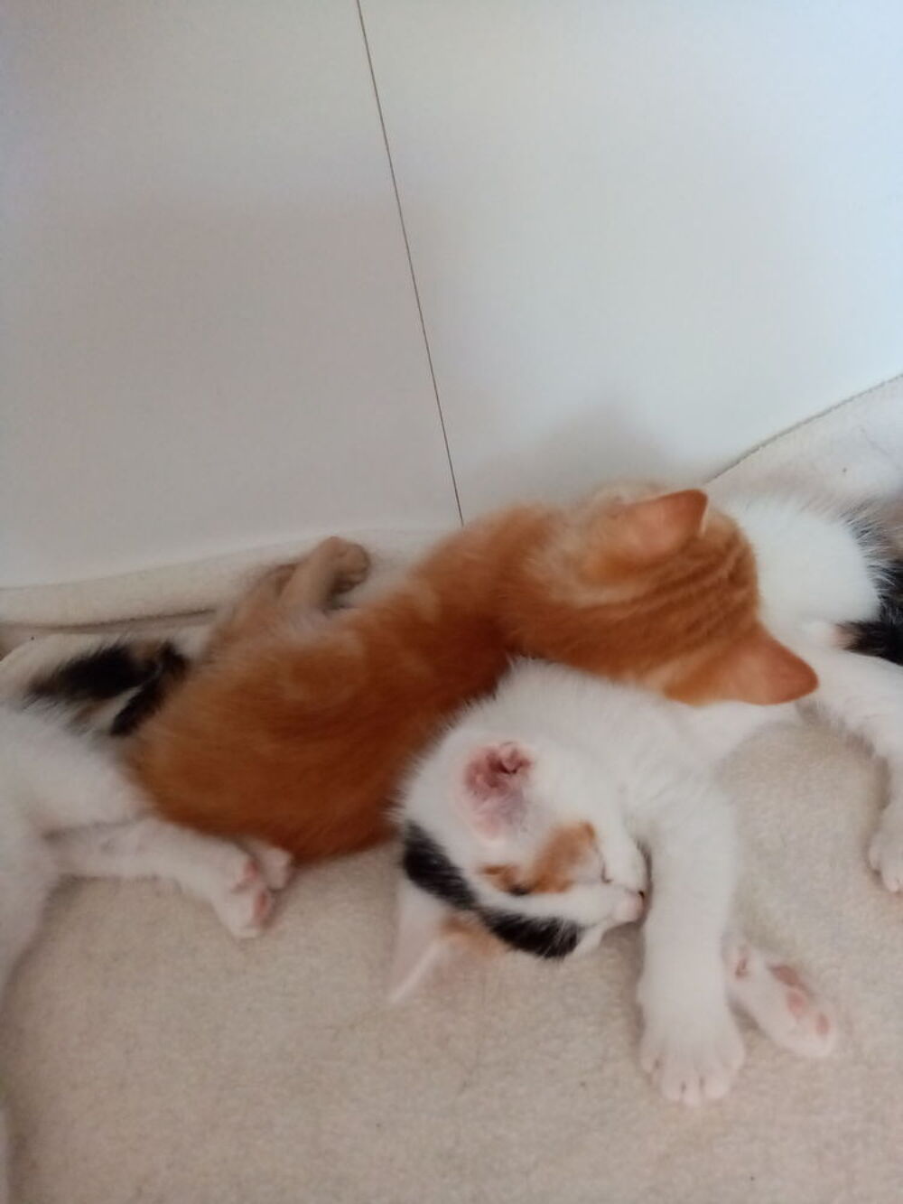   À donner 1 petit chaton 