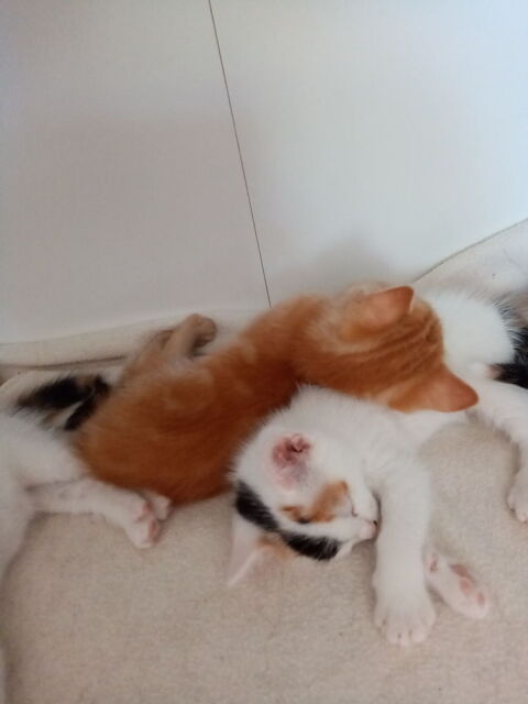 &Agrave; donner 1 petit chaton 0 34480 Magalas