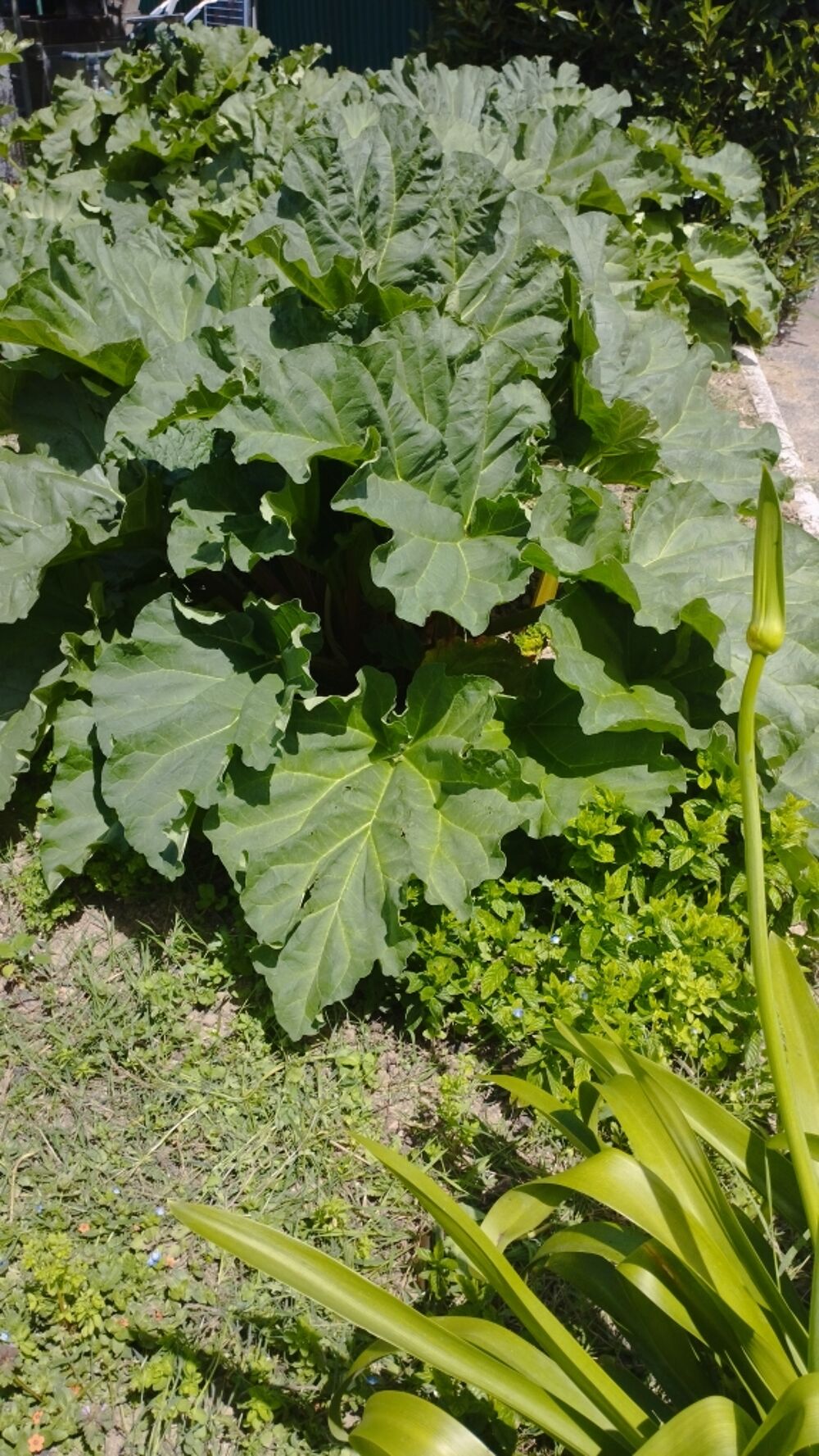 Rhubarbe Jardin