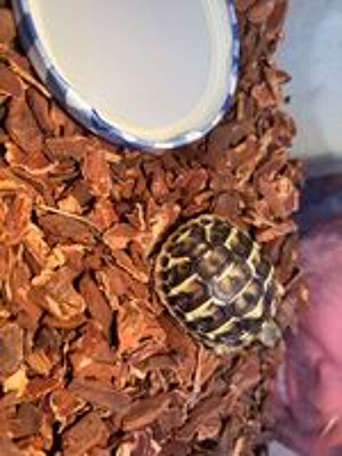   Tortue juvénile née  dans mon jardin  en août 2026
