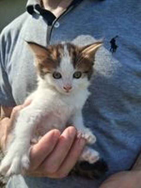   Chatons cherchent  une bonne   famille. 