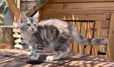   Chaton Maine Coon LOOF femelle 