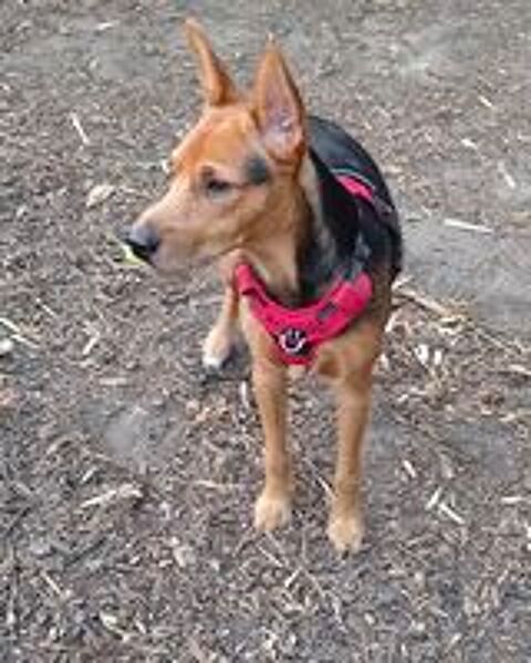   Chien mâle à adopter  
