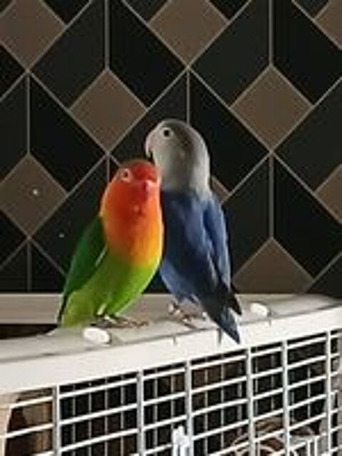   Couple de insparable reproducteur  