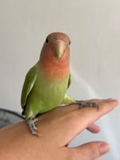   couple d'ins�parables  