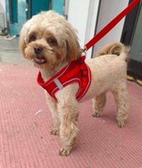   DOUDOU SE TROUVE DANS UN REFUGE EN CHINE 