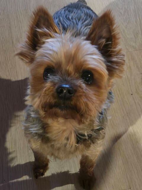 Le&iuml;ka cherche sa famille 90 51210 Boissy-le-repos