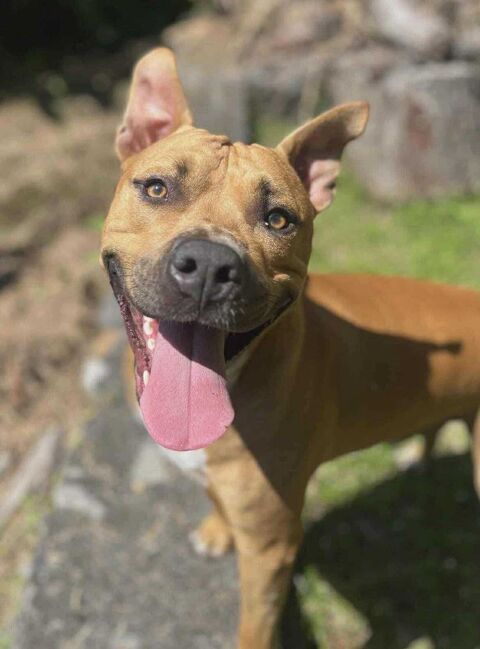 Omy, m&acirc;le crois&eacute; berger, n&eacute; le 31/01/2024🐶 380 14000 Caen