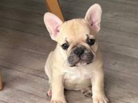   BEBE BOULEDOGUE FRANCAIS  