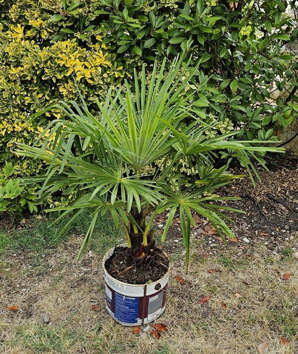 Palmiers Trachycarpus Jardin