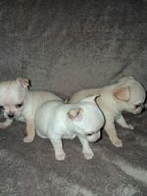   Propose à la 3 superbes chihuahuas. 