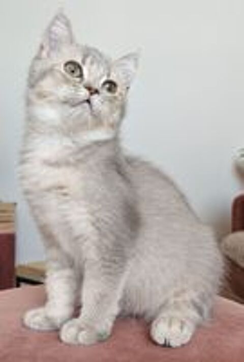   British shorthair loof 