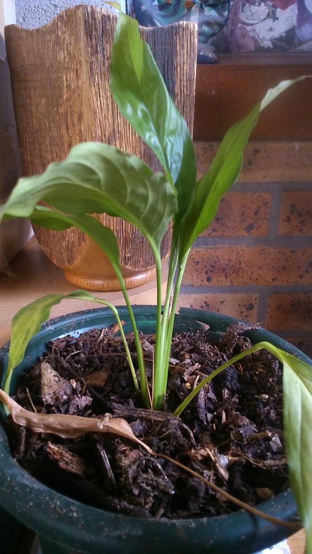 Plante d'int&eacute;rieur: fleur de lune (Spathiphyllum) Jardin