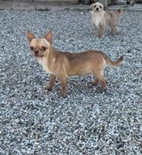   chiens chihuahuas 