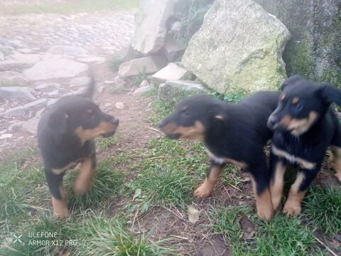 Chiot beauceron crois&eacute; border collie 0 12500 Lassouts