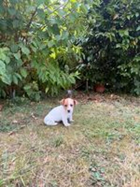   Chiot Jack Russel 