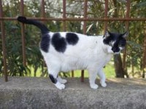   Jojo gentil chat noir et blanc oublie a adopter 