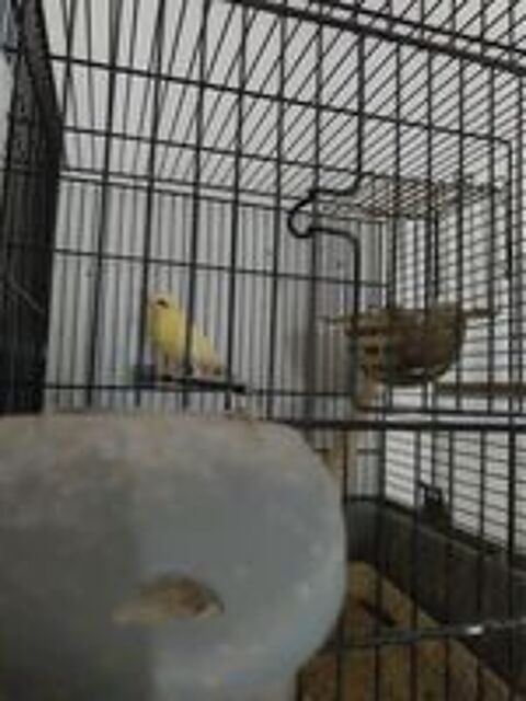   Canaris bec droit  