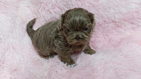 Shih tzu 750 86220 Les ormes