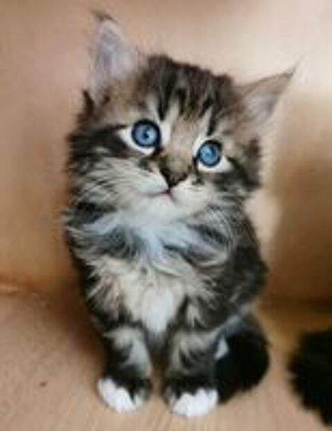   Chatons SIBÉRIENS LOOF (hypoallergéniques) 