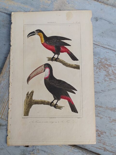 Gravure Oiseaux de Buffon Le Toucan � Ventre Rouge Le Toco 35 Loches (37)