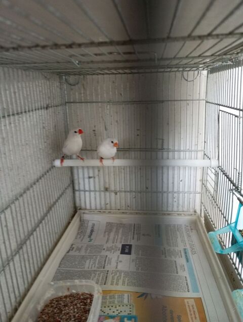 2 couples de Mandarin blanc 15 49800 Brain-sur-l'authion