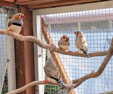 Couples mandarins 2026 15 44850 Ligné