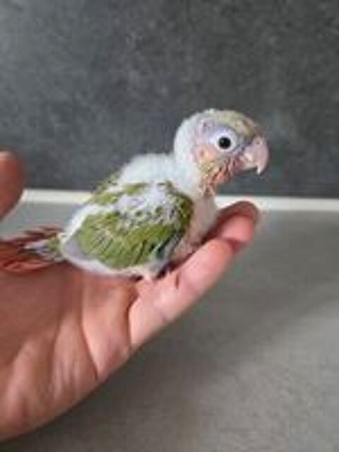   Petit perroquet apprivois�  