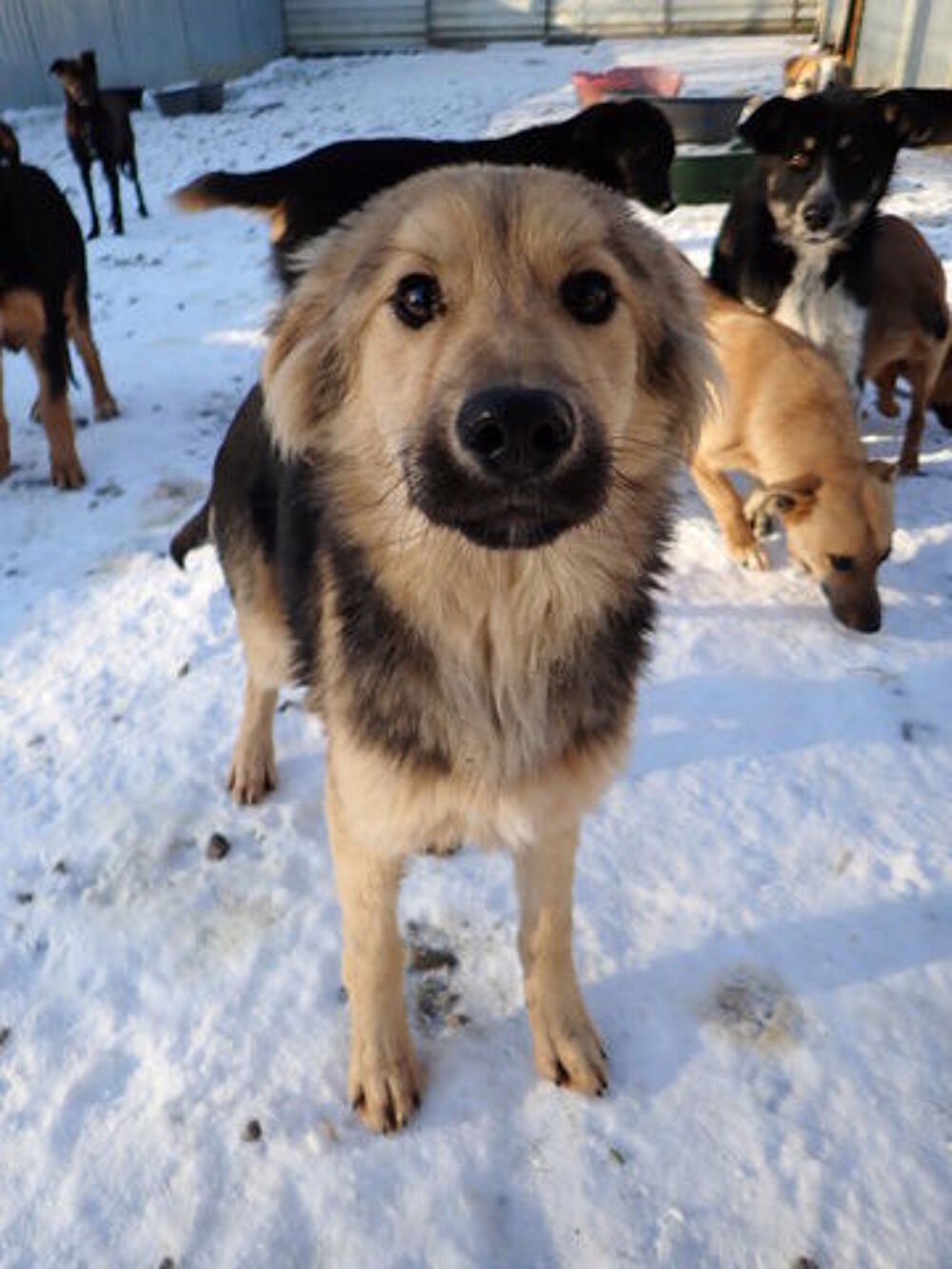   Goldy à l'adoption 