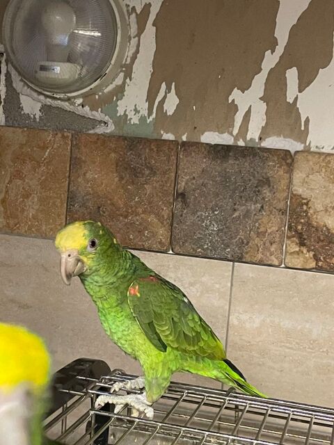 Perroquet amazone tête jaune EAM 850 81150 Florentin