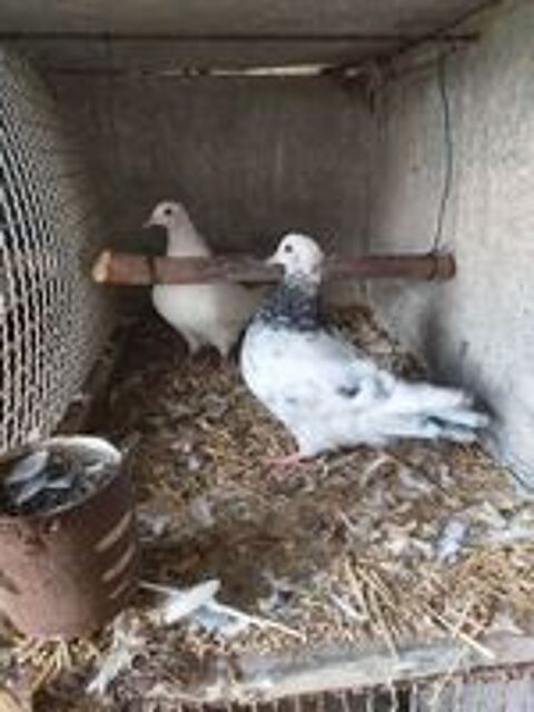    Pigeon 