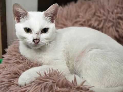 COCAÏNE 210 60000 Beauvais