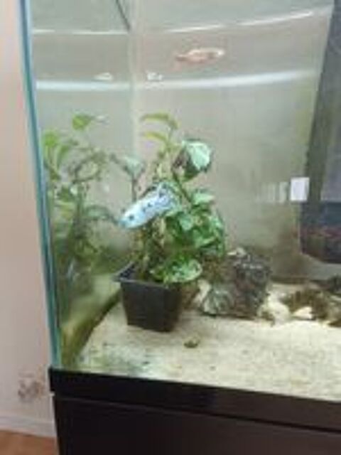   Aquarium avec son meuble 