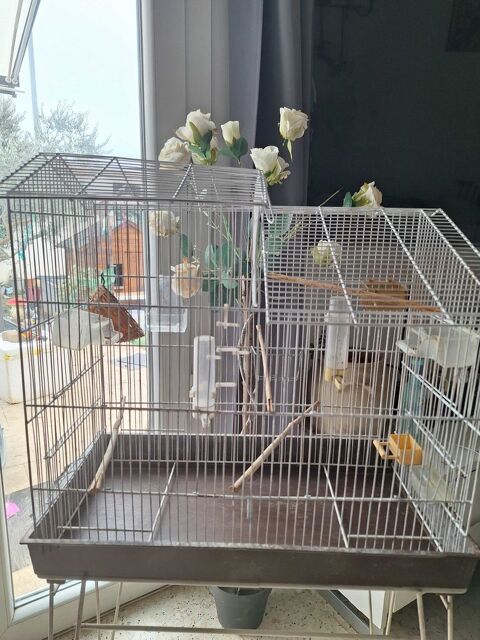 cage oiseaux 40 Avignon (84)