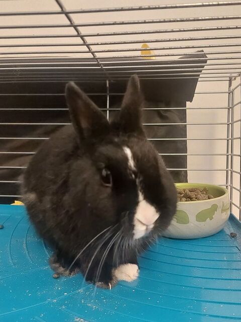 Lapin extra nain 50 31600 Muret
