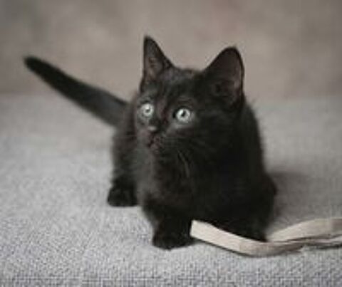   Panthere chaton femelle 2 mois cherche famille 